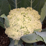 Fioretto Sprouting Cauliflower